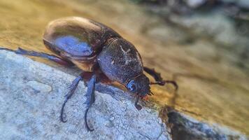 A beetle on a rock with its back to the camera photo