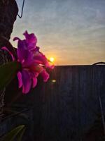 purple orchid morning photo