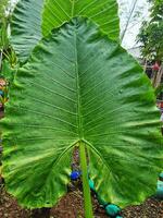 A large green leaf photo
