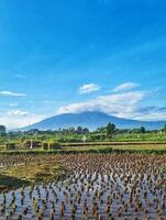 A rice field with a mountain in the background photo