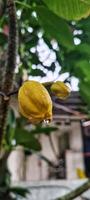 A yellow flower on a tree photo