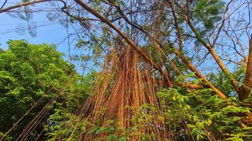 A tree with many branches and leaves photo