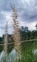 Tall grasses in front of a lake photo