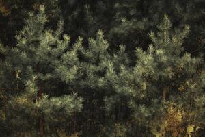 Exploring a Dense Pine Forest Woodland with Sunlight Filtering Through Trees photo