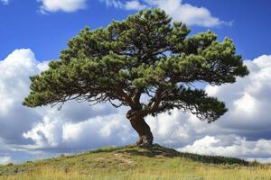 Solitary Pine Tree Standing on Hilltop with Blue Sky and Clouds photo