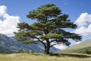 Majestic Tree in Grassy Field with Mountains and Sky Backdrop photo