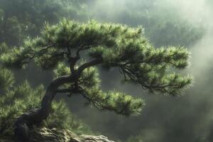 Pine Tree Growing on Rocky Cliffside in Misty Forest Environment photo