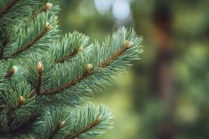 Close-up of Evergreen Tree Branch with New Buds in Natural Light photo
