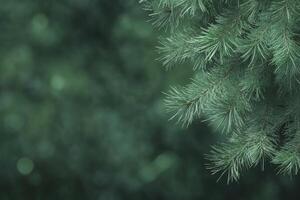 Close Up of Pine Tree Branch with Green Bokeh Background photo