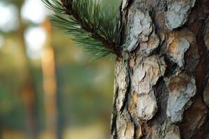 Pine Tree Trunk Close-up with Green Needles in Natural Forest Setting photo