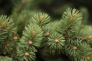 Close-up of Fir Tree Branch with Green Needles and Small Cones photo