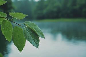 Leaf with Water Droplets Overlooking Calm Lake Surrounded by Trees photo