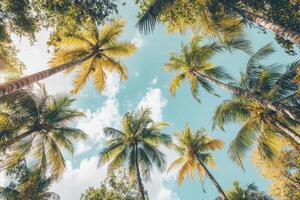 Looking Up at Palm Trees with Blue Sky and White Clouds photo