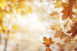 Maple Leaves in Autumn Sunlight Creating a Warm and Serene Atmosphere photo