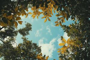 Looking Up Through Tree Canopy at Blue Sky with Clouds photo