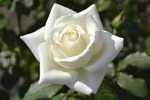 Blooming White Rose Close-up with Soft Petals and Natural Lighting photo