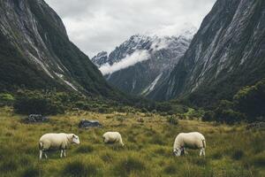 Sheep Grazing in Scenic Mountain Valley Pasture on Cloudy Day photo