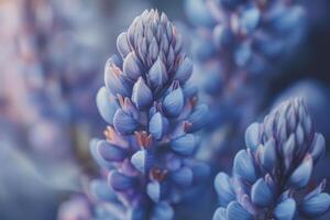 Close Up of Blooming Lupine Flower with Soft Blue and Purple Hues photo