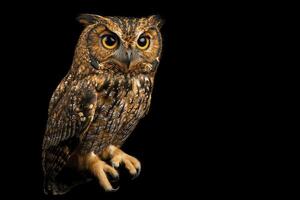Captivating Owl Portrait on Black Background with Sharp Focus and Details photo