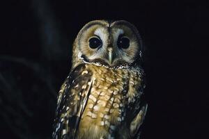 Captivating Owl Portrait at Night with Intense Gaze and Detailed Feathers photo