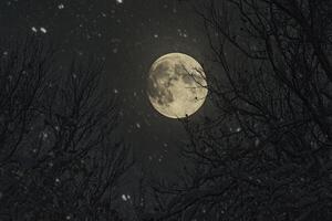 Observing the Full Moon Through Bare Trees While Light Snow Is Falling photo