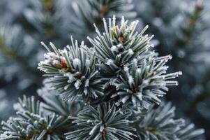 Close-up of Frozen Pine Tree Branch with Ice Crystals in Winter photo