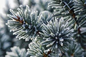 Close-up of Frosty Pine Tree Branch in Winter Sunlight photo