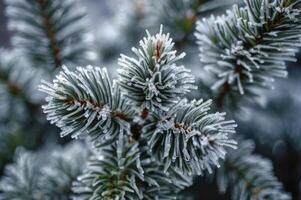 Frosted Pine Tree Branch Closeup with Ice Crystals in Winter Season photo