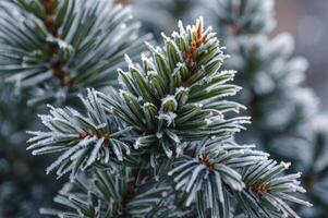 Close-up of Frosty Pine Needles Creates a Winter Wonderland Scene photo