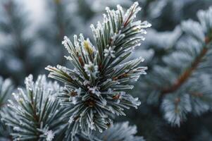 Close-up of Frost-covered Pine Needles in Winter Outdoor Setting photo