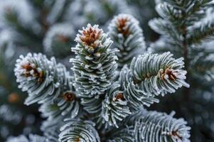 Icy Pine Branch with Frost and Needles During Winter Season photo