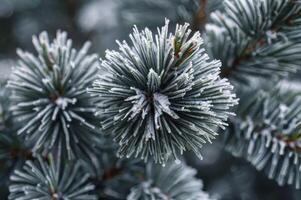 Frosted Pine Tree Branch Closeup with Ice Crystals in Winter photo