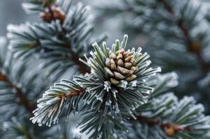 Close-up of Frosty Pine Cone on Evergreen Branch in Winter photo