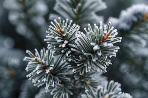 Frosted Pine Tree Branch Close Up with Winter Ice Crystals photo