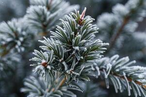 Frosty Evergreen Branch Close-up in Winter Outdoor Nature Setting photo