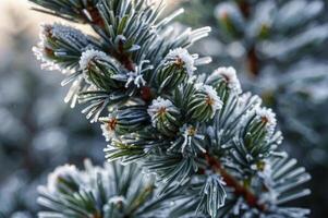 Icy Pine Tree Branch Closeup with Frost on Needles and Buds photo