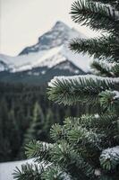 Snowy Pine Tree Close Up with Mountains in the Winter Background photo