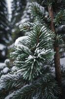 Snow Covered Pine Tree Branch Close Up During Winter Season photo