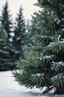 Close-up of Evergreen Tree Branches with Snow in Winter Forest photo