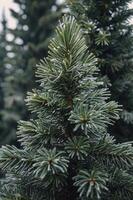 Close-up View of Blue Spruce Tree Branch with Needles photo