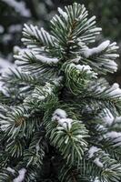 Close-up of Pine Tree Branch Covered with Snow in Winter Season photo