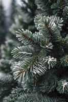 Snow Covered Spruce Tree Branches Close-up in Winter Season photo