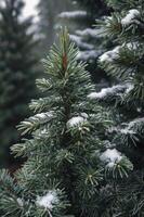 Snowy Fir Tree Close-up in Winter Evergreen Forest Scene photo