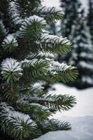 Snow Covered Evergreen Tree Branches in Winter Forest Scenery photo
