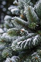 Snow Covered Pine Tree Branches in Winter Close Up View photo