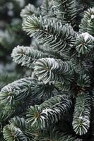 Close-up of Snowy Evergreen Tree Branches with Frost and Winter Ambiance photo