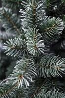 Evergreen Fir Tree Branches Covered with Frosty Ice in Winter Close-up photo