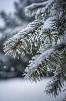 Snow Covered Fir Tree Branches During Winter Season with Falling Snow photo