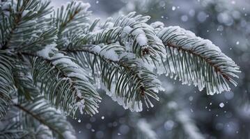 Snow Covered Evergreen Branch Close-up with Falling Snow Winter Scene photo