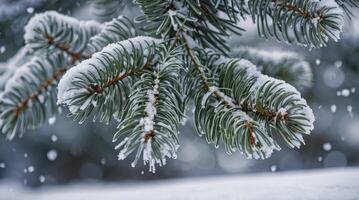 Snow Covered Evergreen Branch Close-up During a Winter Snowfall photo